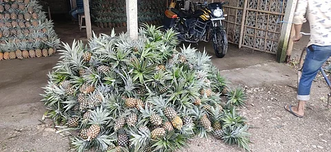 No buyers, shut units: How COVID-19 hit farmers in Bengal’s pineapple hub
