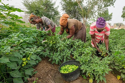 COVID-19 unemployment: Make agri-food systems equitable for youth, says UN report