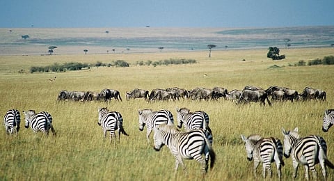 Zebra and Wildebeest in Masai Mara, Kenya. Photo: Wikimedia