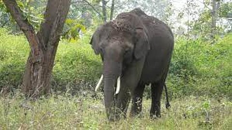 Committee must take steps to curb elephant deaths by trains in Kerala, Tamil Nadu: NGT