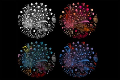 Photo : Wikimedia Commons