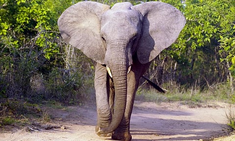 Fossil tracks and trunk marks reveal signs of ancient elephants on South Africa’s coast