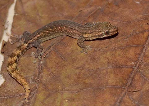 Odisha’s forest department rolls out conservation plan for new gecko species discovered in Ganjam