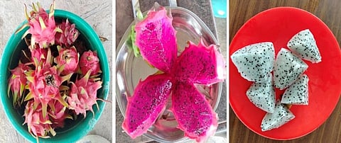 Dragon fruit varieties: red flesh with pink skin & white flesh with pink skin
