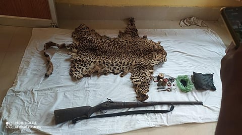 Leopard hide trade on the rise: 10 skins seized in Odisha in 10 days