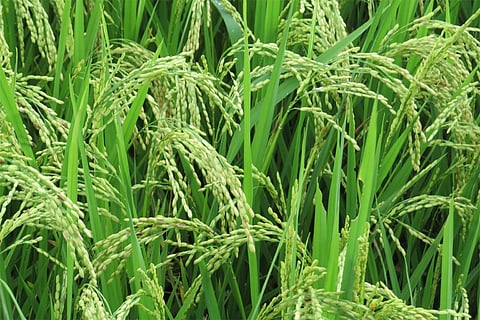 फोटो: विकिमीडिया कॉमन्स, धान का खेत