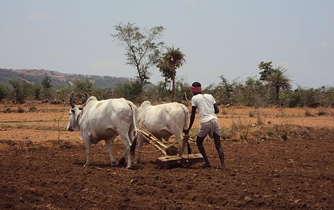 बारिश में कमी के कारण कई इलाकों में बुआई में देरी हो रही है। फोटो: मोयना, सीएसई