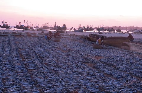 Ribbon Fish being overfished in Malvan, India (Image by Pooja Rathod under Creative Commons License)