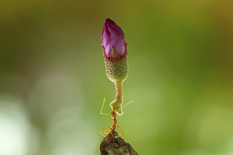 How do Olympic athletes stack up against invertebrates? Not very well