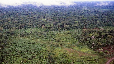 Tropical forests losing capacity to cycle carbon and water, finds new tracking system