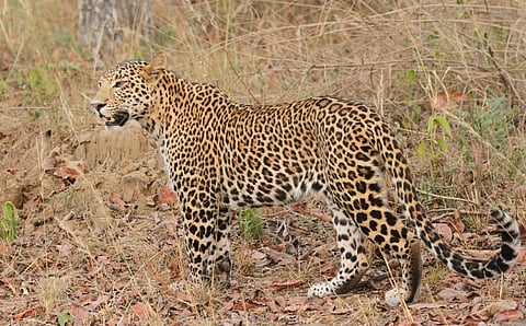 A leopard in Satpura National Park. Photo: Wikimedia