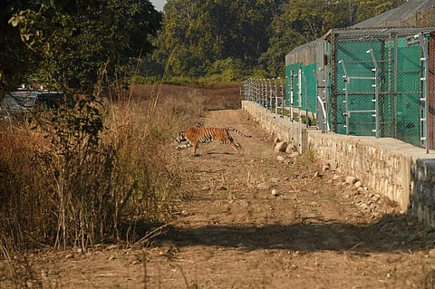बाड़े से रिहा किया जा रहा बाघ। फोटो: सिद्धांत उमरिया_WWF India