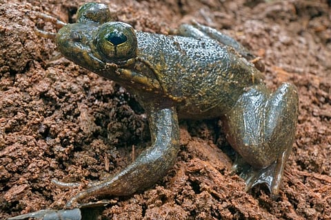 कॉनरौआ सगीमासे, फोटो: नोवाटाक्सा