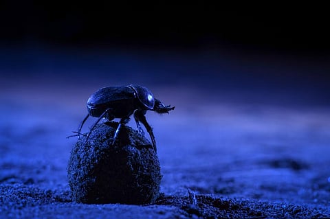 Skyglow forces dung beetles in the city to abandon the Milky Way as their compass