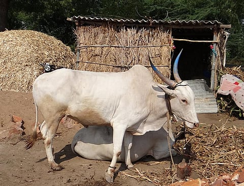 Climate crisis: Way forward for dairy giants in India