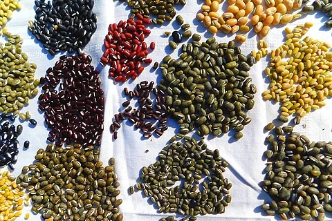 दालों की खपत के मुकाबले भारत में उत्पादन कम होता है। फोटो: सीएसई