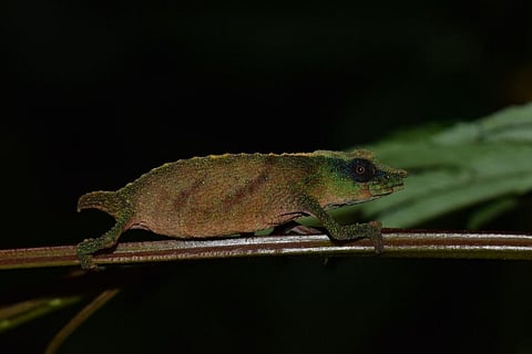 Malawi’s tiny Chapman’s chameleons are holding on for dear life