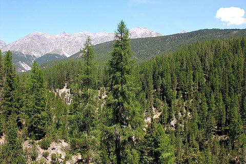 फोटो : विकिमीडिया कॉमन्स