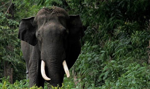 Photo: Ashis Senapati