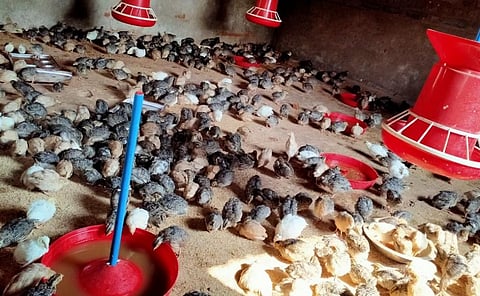 A quail farm in Koraput, Odisha. Photo: Ashis Senapati