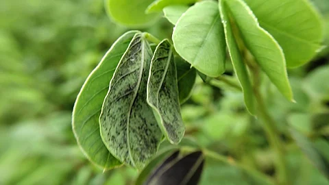 चकौडा के पौधों में लगा विचित्र रोग, काली पड़ रही हैं पत्तियां