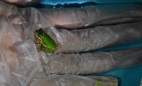 An Eastern Sedge Frog