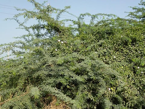 Mechanical removal of the tree species more effective than lopping for small-scale restoration, says new study. Photo: Flickr