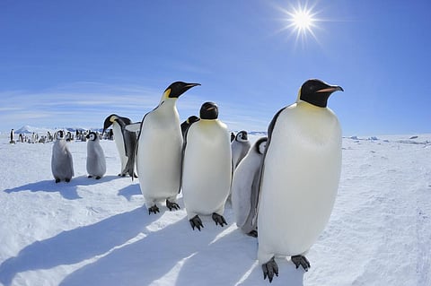 98% of emperor penguin colonies could be extinct by 2100 as ice melts – can Endangered Species Act protection save them?