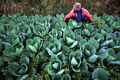 Harness power of nature-based solutions to fight climate crisis: G20 ministers