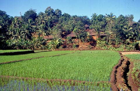 Hyper-local weather advisories help Bengal farmers cut costs