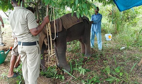 Wild elephant tests positive for herpes virus in Odisha forest