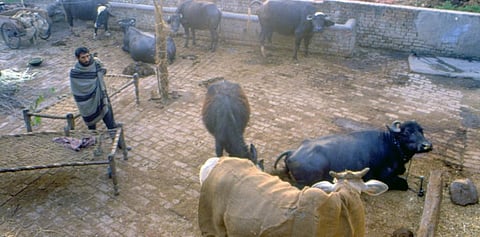 A livestock pen in Haryana. Photo: Pradip Saha / CSE