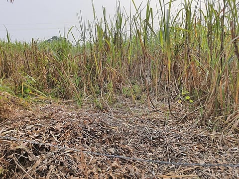 रेड रॉट रोग का शिकार गन्ना। फोटो: राजू सजवान