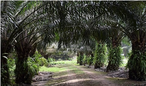 Palm oil and environmental, social challenges in India: The road ahead
