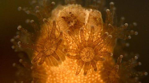 Immune cells isolated in sea corals, anemones for the 1st time