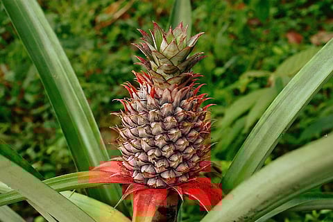 फोटो : विकिमीडिया कॉमन्स