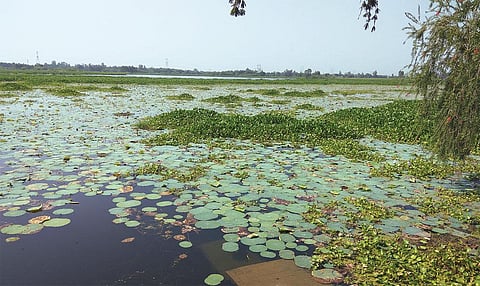 उत्तर प्रदेश के रायबरेली जिले में स्थित समसपुर आर्द्रभूमि में जलीय पौधों की विविधता का एक दृश्य (फोटो: दिव्या दुबे)