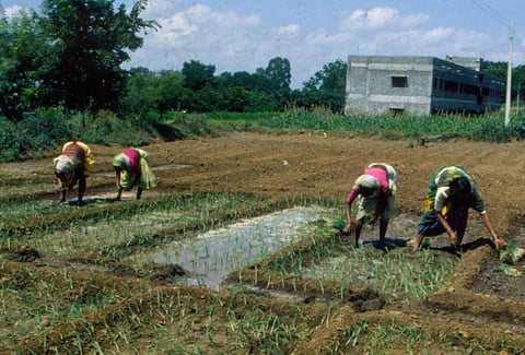Transboundary climate risks impact agricultural production in every country: Report