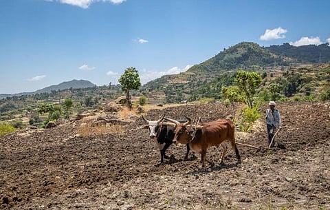 In north Ethiopia, farmers commonly use an ox-drawn single-tined plough called mahrasha. Photo by: Edwin Remsberg / VWPics/Universal Images Group via Getty Images