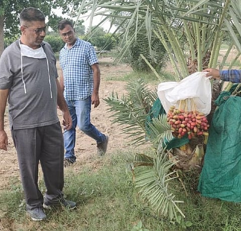 Dates on a palm tree at the Dr J C Bakhshi Regional Research Station in Abohar. Photo: Aditya Batra / CSE