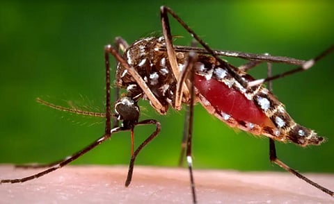 The world may soon get a vaccine against Chikungunya