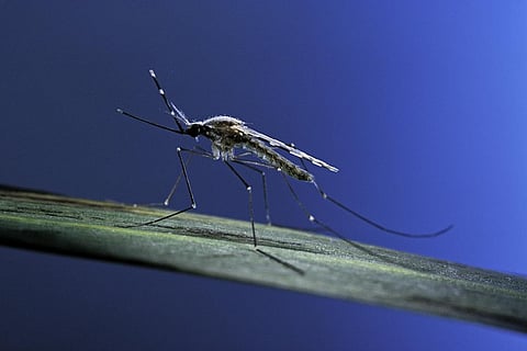 Genetically changed mosquitoes could transform Africa’s long fight against malaria