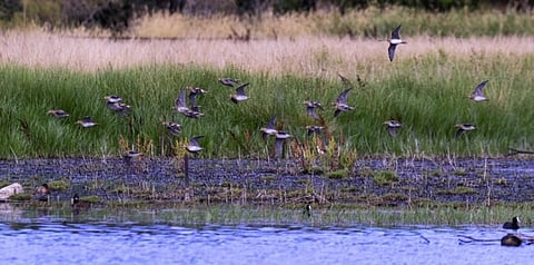 Habitat of bird that flies non-stop for 5 days from Japan to Australia under threat