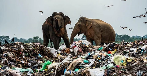 A herd of 40 wild elephants at Ampara in east Sri Lanka is totally dependent on garbage from tractors. Photo by Tharmapalan Tilaxan, CC BY-SA 4.0, via Wikimedia Commons