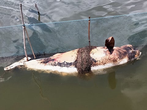 Irrawaddy dolphin found dead in Chilika