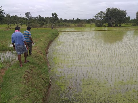 As part of Damasha, farmers decide how much land can be irrigated from the tank with help of the traditional distributor of water. Photo: Vishwanath S