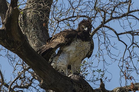 Raptor attention: 160 species of birds of prey endangered worldwide