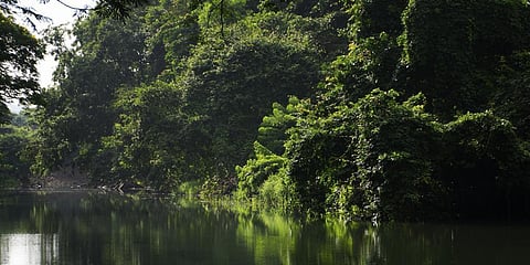 Let’s talk land sinks: Are they enough to beat global warming