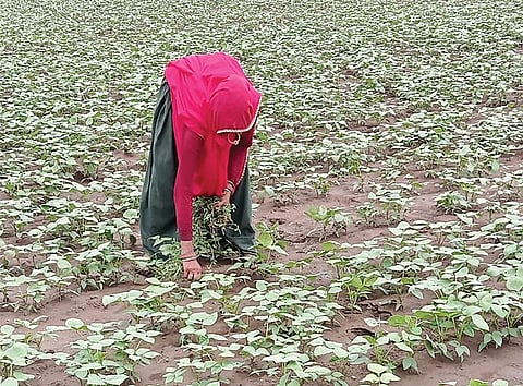 NAFED and the India Pulses and Grains Association have demanded that the government include pulses in the public distribution system