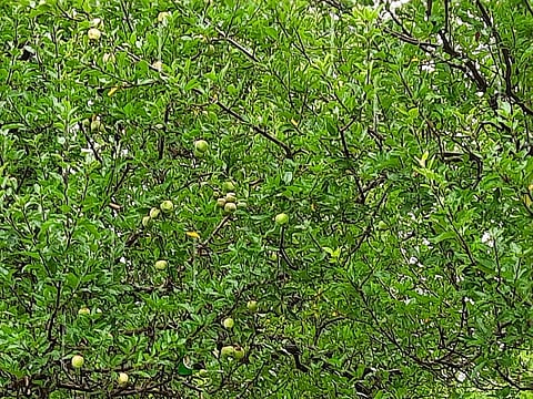 Is apple really good for the Himalayas?